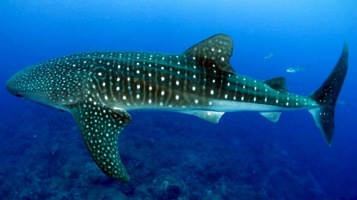 whale-shark-swimming-mexico