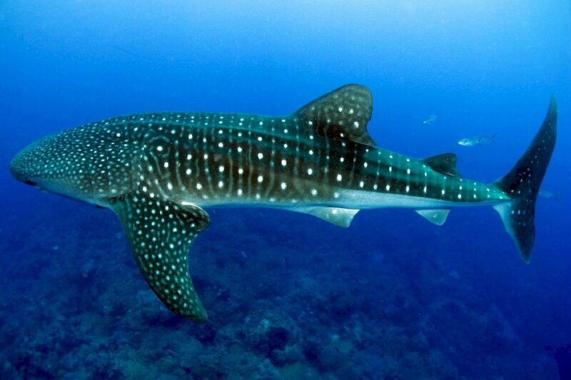 whale-shark-swimming-mexico
