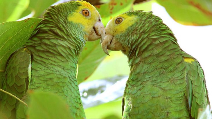 green-parrots-bonaire-caribbean