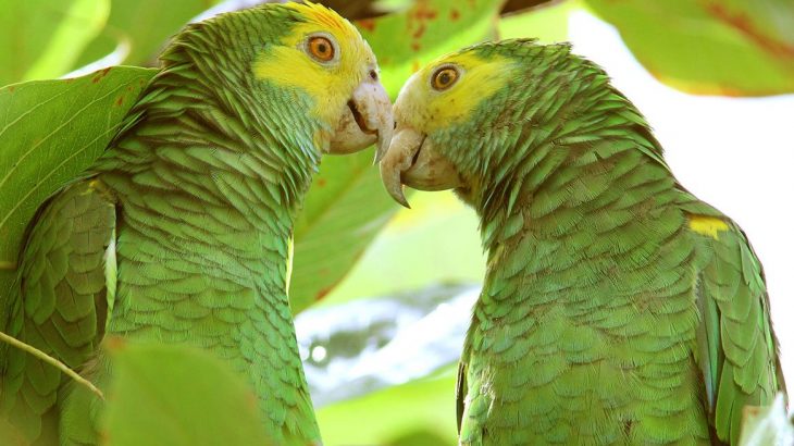 green-parrots-bonaire-caribbean