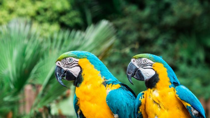 parrots-trees-blue-yellow