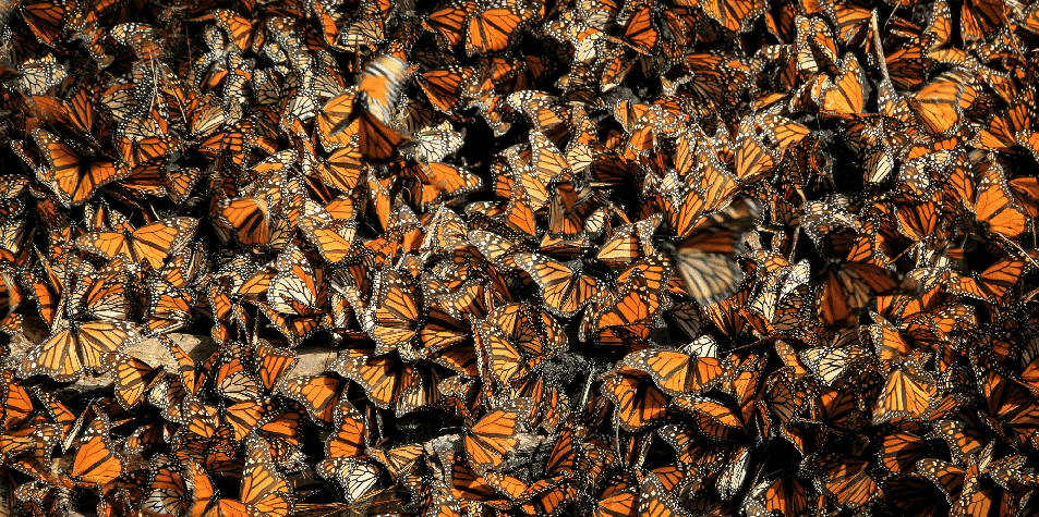 thousands-monarch-butterflies-mexico