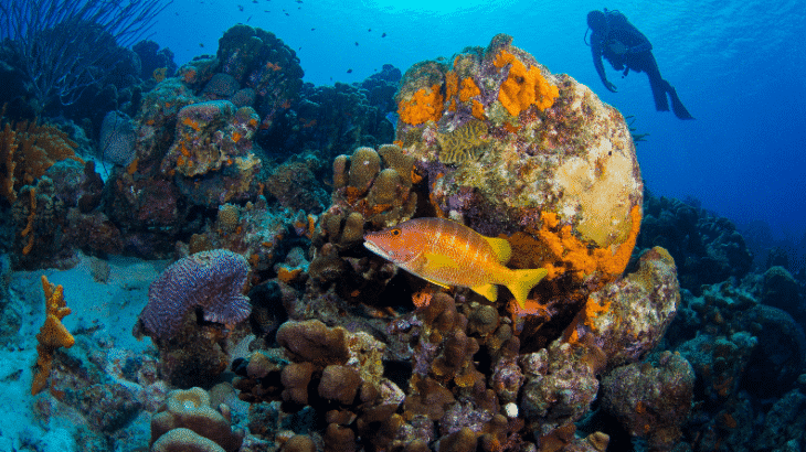 reef-fish-diver-bonaire