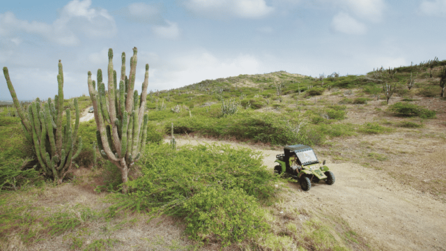 Best Things to Do With Kids in Aruba