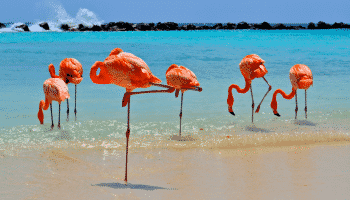 flamingos-beach-aruba