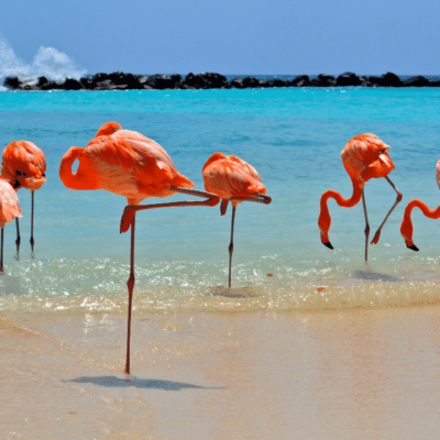 This Beach in Aruba is Covered With Flamingos
