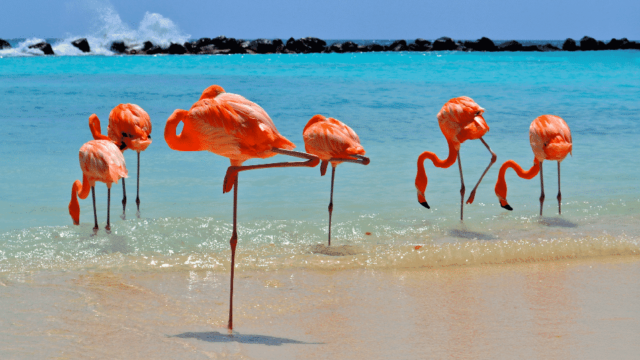 This Beach in Aruba is Covered With Flamingos