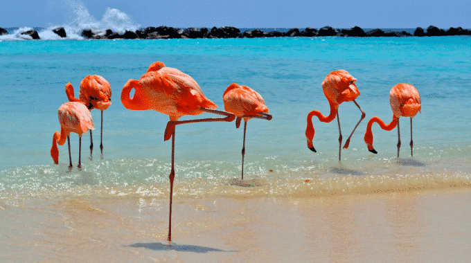 flamingos-beach-aruba