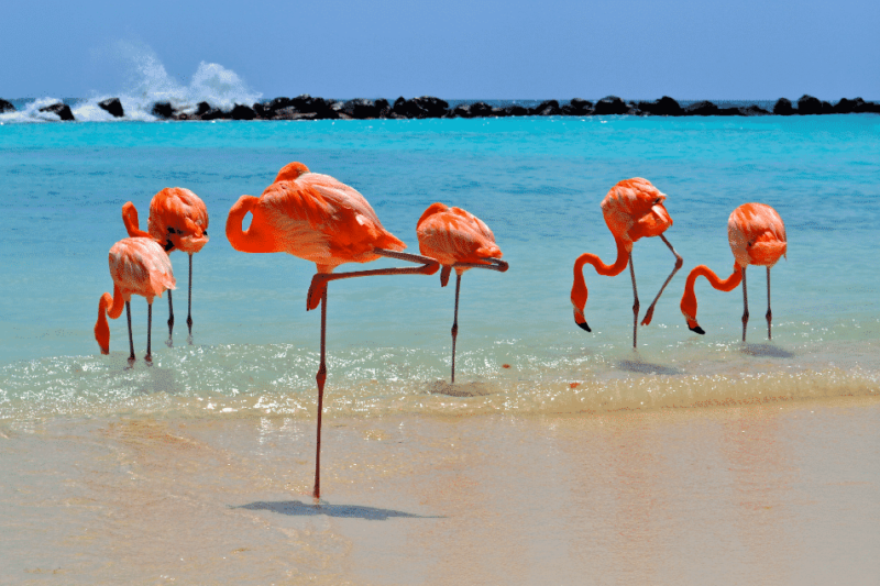 flamingos-beach-aruba