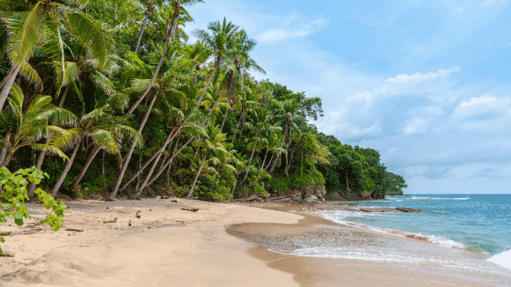 palm-tree-caribbean-beach