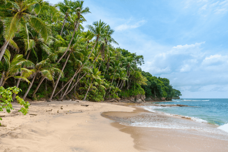 palm-tree-caribbean-beach
