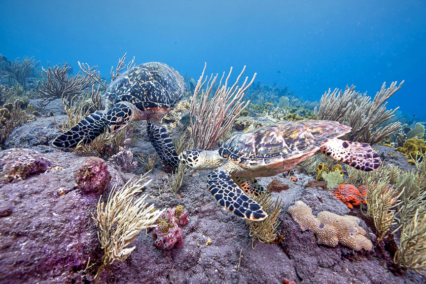 hawksbill-turtles-tent-reef-saba-island