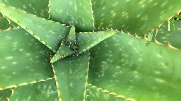 aloe-plant