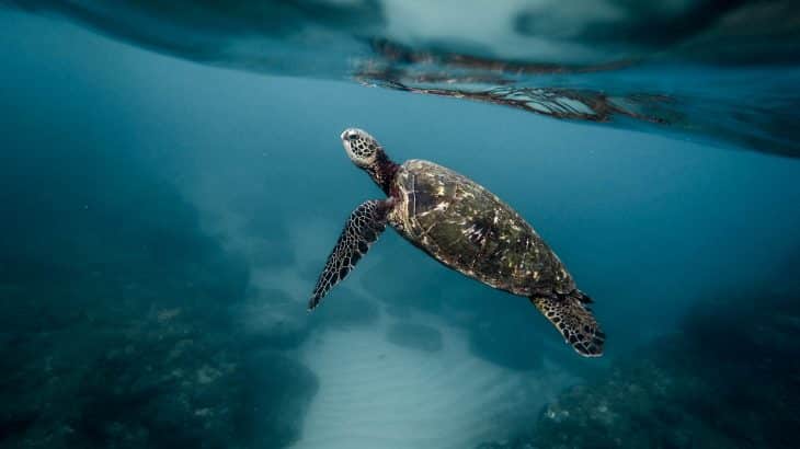 swimming-turtle-in-ocean