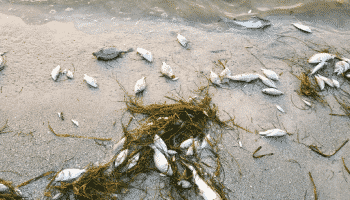 dead-fish-red-tide-beach