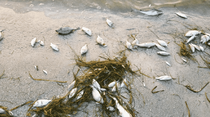 dead-fish-red-tide-beach