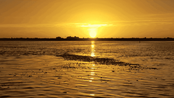 dead-fish-floating-red-tide-lido-beach