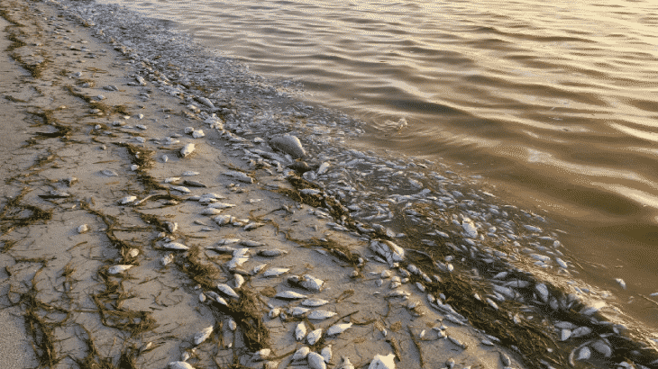 dead-fish-floating-red-tide-lido-beach