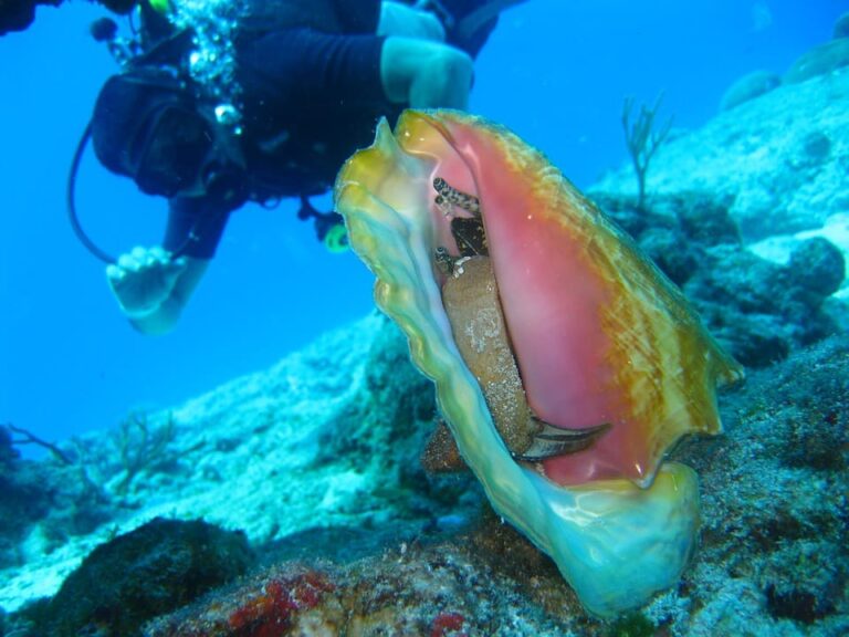conch-shell-diver
