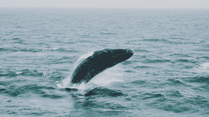 humpback-whale-breaching