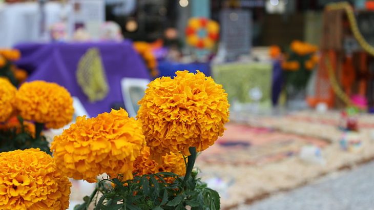 marigold-flowers-day-dead-mexico-altar