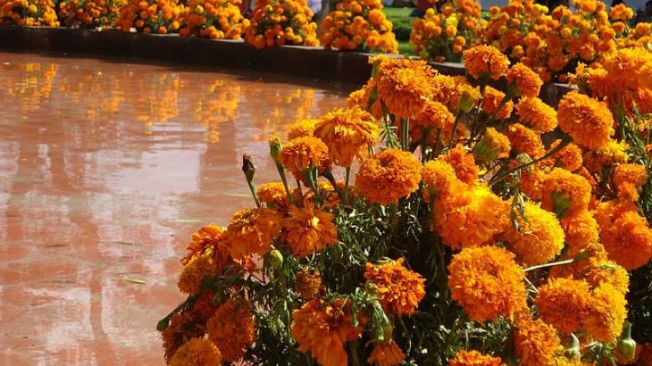 day-dead-marigold-flowers-in-boats-lake-patzcuaro