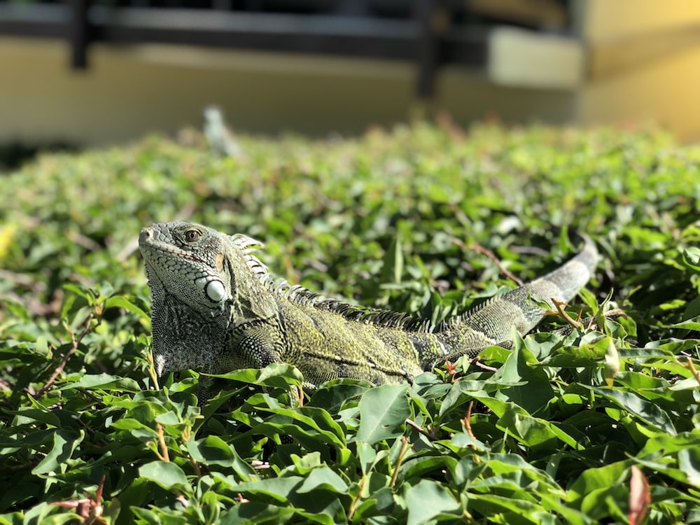 Iguana-Curaçao