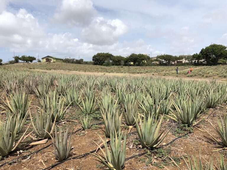 CurAloe-Plantation-Curaçao