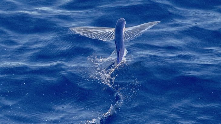 flying-fish-blue-water