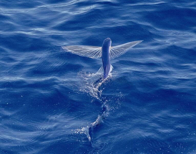 flying-fish-blue-water