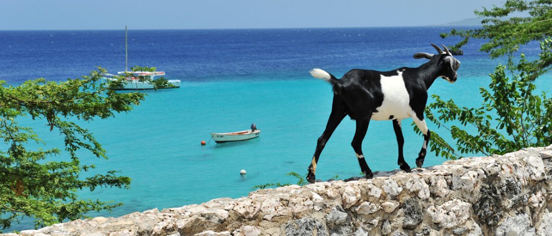 Goat-Curaçao