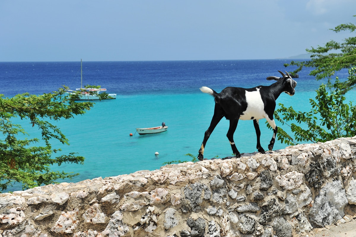 Goat-Curaçao