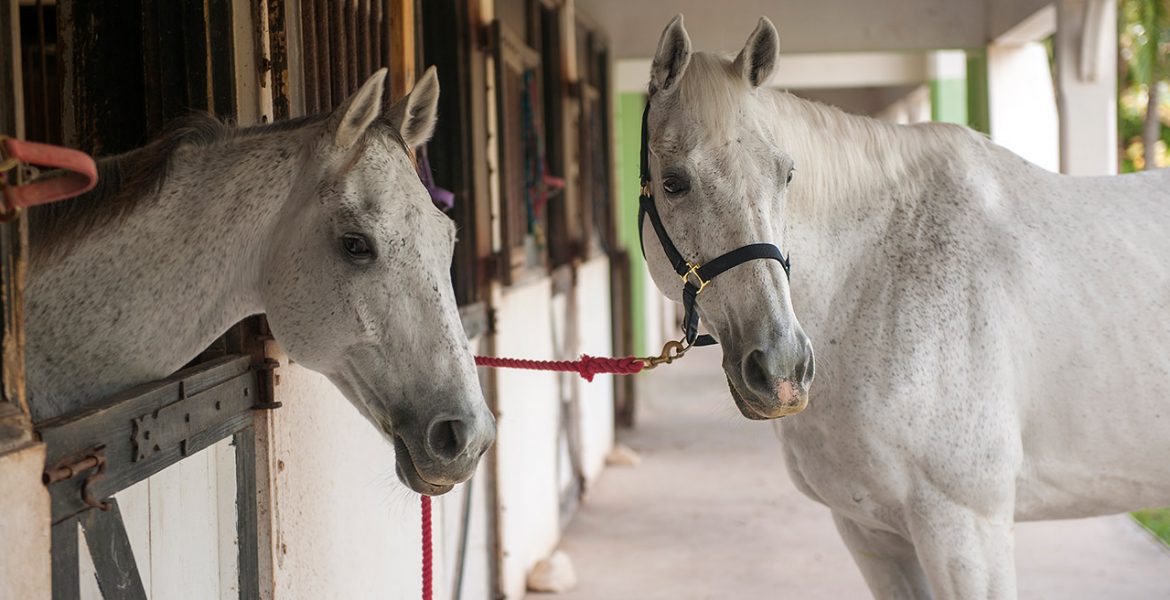 equestrian-center-horses-half-moon-jamaica