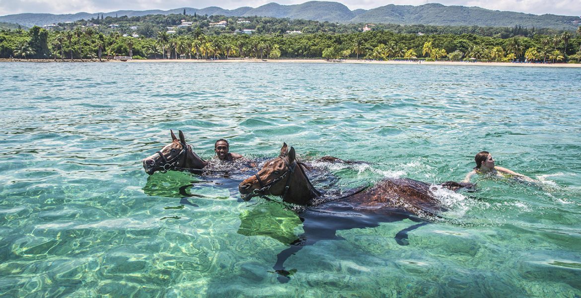 horses-swimming-half-moon-jamaica