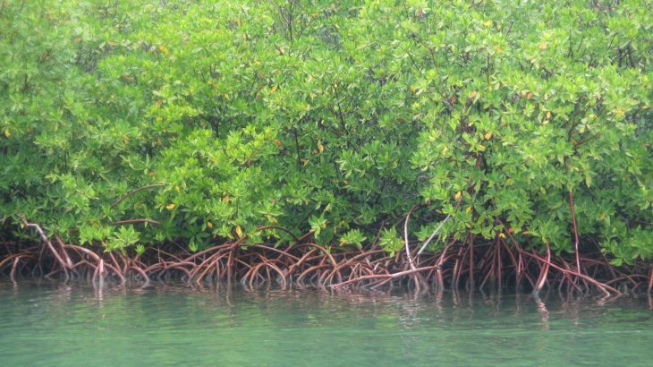 mangrove-lagoon