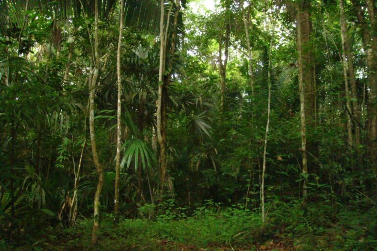 rainforest-quintana-roo-mexico