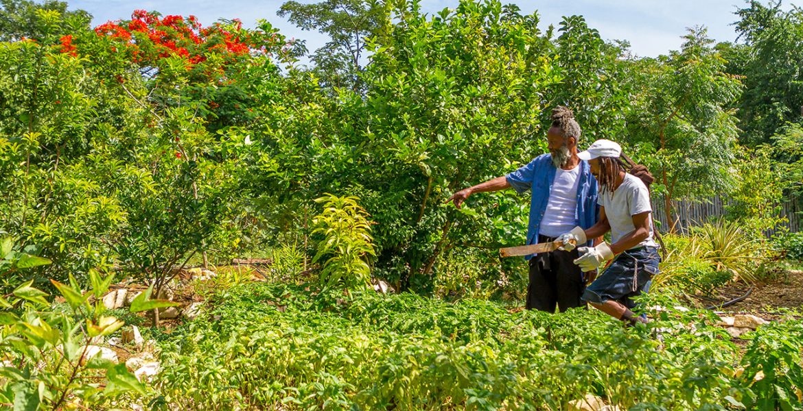 rockhouse-hotel-negril-jamaica-organic-garden