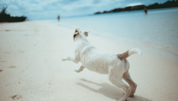 dog-running-beach-blue-water