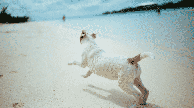 dog-running-beach-blue-water
