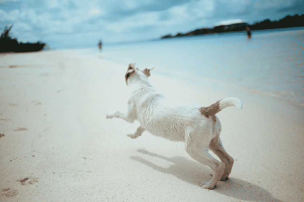 PetFriendly Beach Resorts in Playa Del Carmen, Mexico