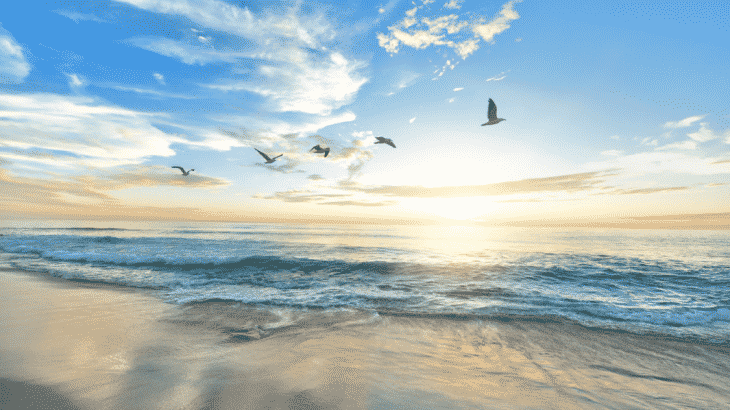 birds-flying-over-beach