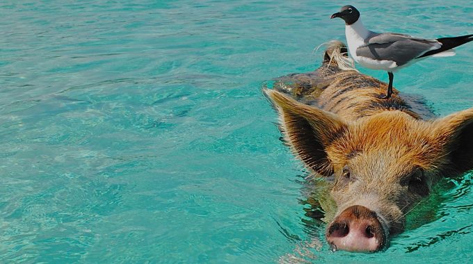 Staniel Cay, Exuma Cays, The Bahamas