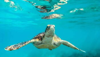 sea-turtle-clear-water