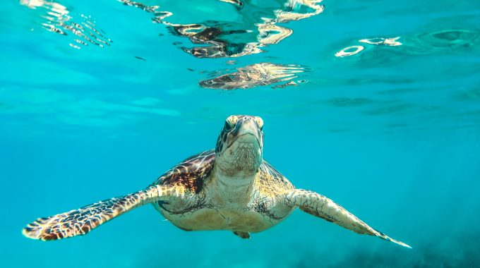 sea-turtle-clear-water