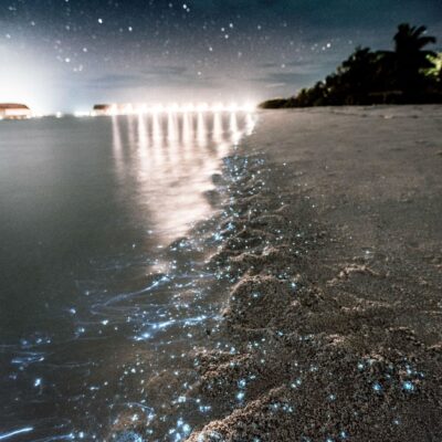 5 Bioluminescent Beaches in Mexico