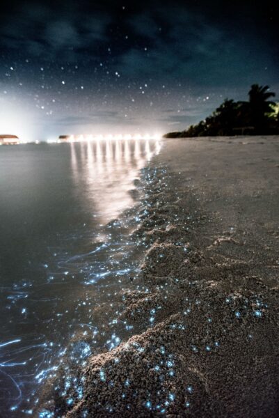 bioluminescent-water-beach