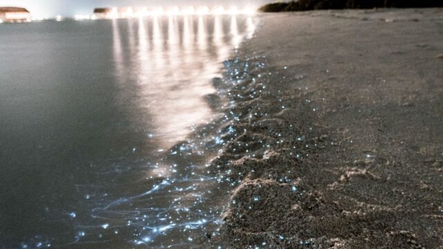 5 Bioluminescent Beaches in Mexico