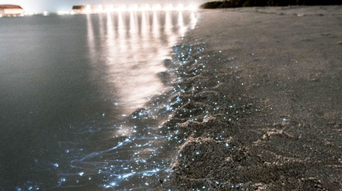 bioluminescent-water-beach