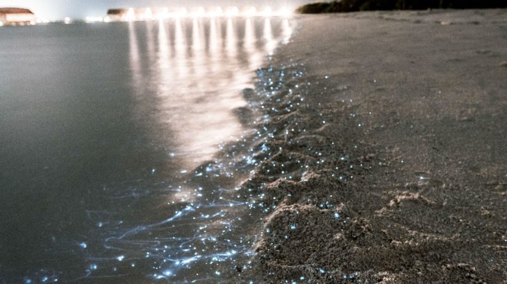 bioluminescent-water-beach