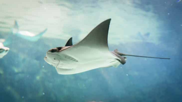 stingray-swimming-clear-water